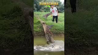Penasaran Dengan Apa Yang Terjadi Seorang Pria Mendekati Jaguar Dan Buaya Di Tepi Sungai