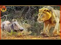 15 crazy moments lion vs warthog most humiliating battle in the animal kingdom  animal world