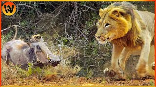 15 Crazy Moments! Lion vs Warthog Most Humiliating Battle in the Animal Kingdom | Animal World