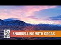 Šnorchlování s kosatkami na severu Norska | Kapr Divers | Leden 2019
