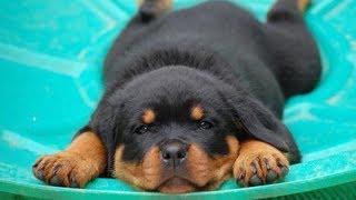 ★Must Watch NEWBORN PUPPIES and KITTENS!!★!