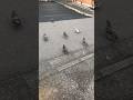 【鳩がアイドル】鳩の街通り商店街・はとホットミニ公園に集まる可愛い鳩たち🐦🕊️東京都墨田区東向島2026.6.4夕方
