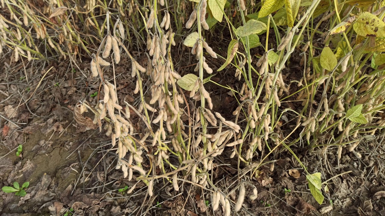 soya fasulyesi hasadı Bolu