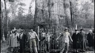 The Senator - A Tree Remembered