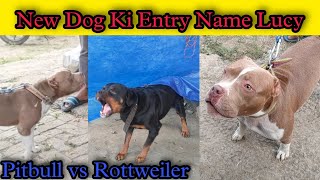 Pitbull vs Rottweiler 🔥🔥 New Dog Fighter American Bully // Lucy Ko Sabhi Dogs Se Milaya