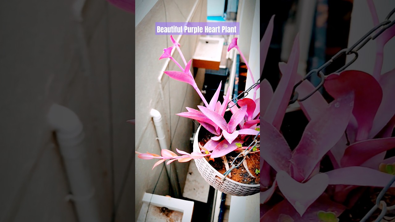 Purple Heart Beauty in My Garden 🌿💜