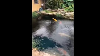 Colorful Koi Fish Swimming In A Beautiful Pond