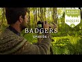 When months of hard work pays off - Badgers Ep1 | On assignment, wildlife photography, woodlands, z6
