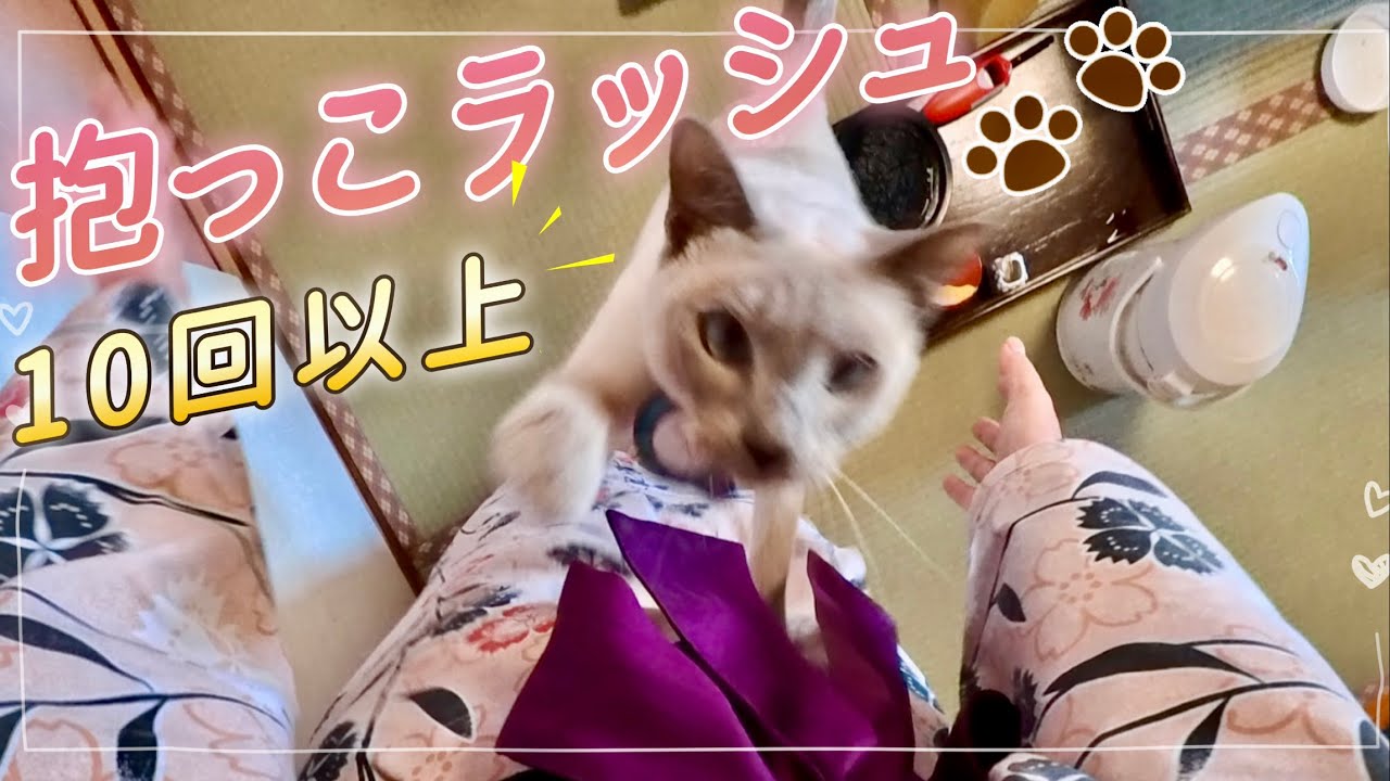 猫まんま 一心不乱】元野良猫に猫まんまを作ったらすごい事に！【庭に住みついた