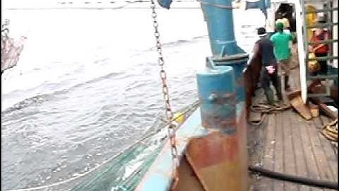 Turtle Excluder Device (TED) used in Gabon shrimp fishery - Haulback