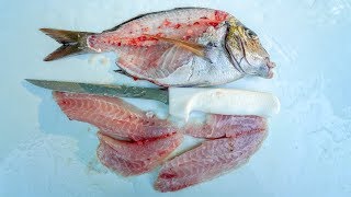 How to Fillet Porgy (Scup)- Dexter Outdoors