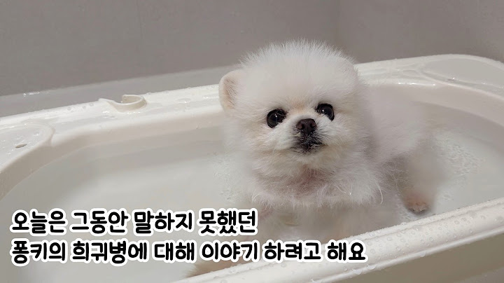 퐁키가 아기 강아지같이 작았던 이유... 퐁키는 난쟁이 병이었어요