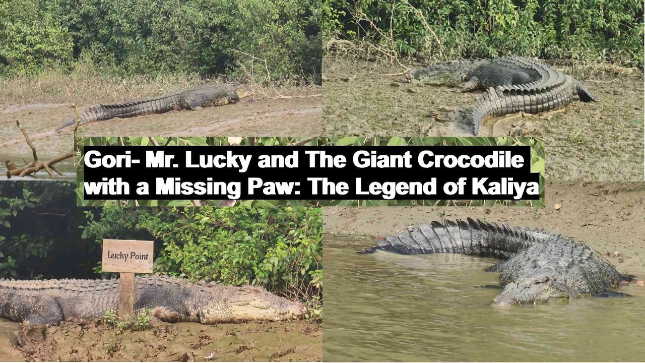 The White Queen and the Battle-Scarred King: Bhitarkanika’s Rarest Crocs#Giant Crocodile#Kaliya