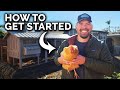 Raising chickens everything you need to know