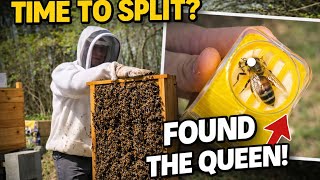 Checked My Hive for a Split… First Time Marking a Queen!