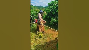 Máy Cắt Cỏ Reload 555 Thực Chiến Tại Vườn Cà Phê Tây Nguyên
