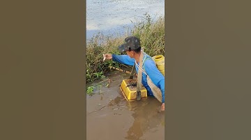 cặp đôi xiệt chuột đồng quá hay