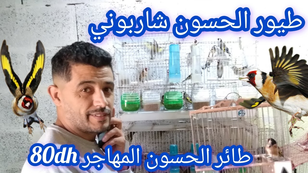 زيارة عند الأخ زكرياء طيور الحسون شاربوني ماشاءالله،طيور الحسون المهاجر مزونين في الصحة جيد ثمن 80dh