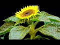 Sunflower growing time lapse 42 days of growing - 4k