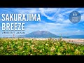 Beneath the Sakurajima Sky 🌋 | Ambient &amp; lofi for Focus &amp; Relaxation