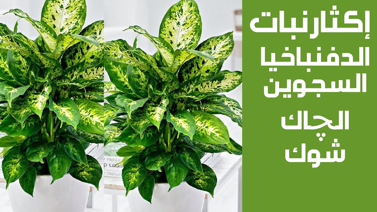 إكثار ورعايه نبات الدفنباخيا السجوين /چاك شوك