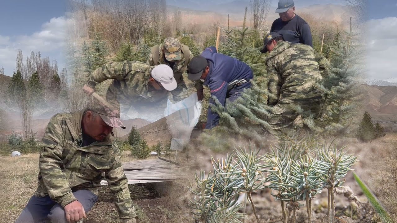 УТРК НАРЫН: КЫЛЫМ ТАЛАП КЫЛГАН КАРАГАЙ БАГУУ МЭЭНЕТИ