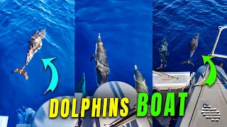 Dolphins Playfully Swims Near a Boat