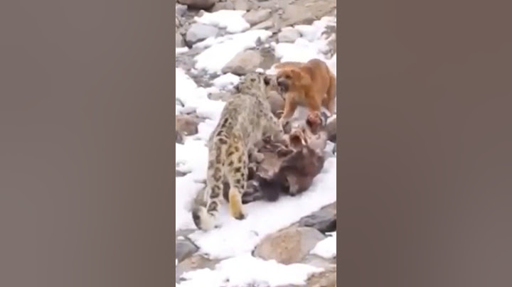 Perro VS Leopardo en un duelo a muerte por comida. Lucha Animal