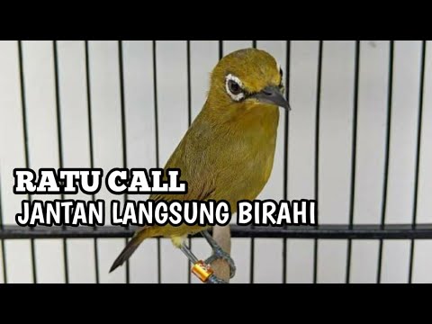 suara pleci betina buat pancingan bikin jantan cepat ngalas