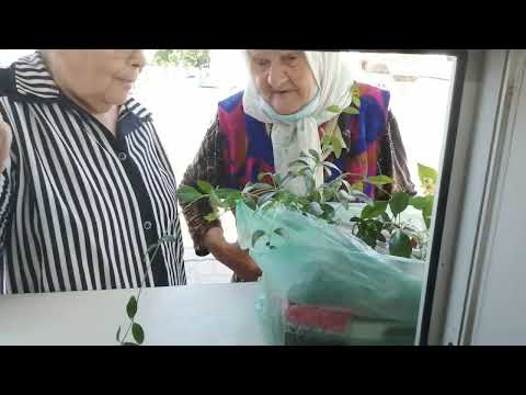 Знаменитая Кировская Бабушка