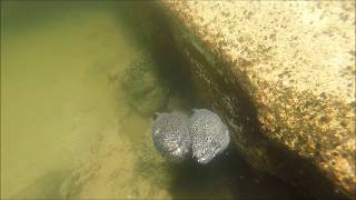 Puffer Fish and Moray Eels in Hawaii