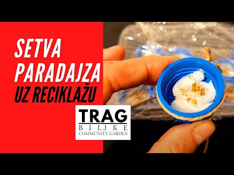 Video: Gdje se nalaze puči na biljci paradajza?