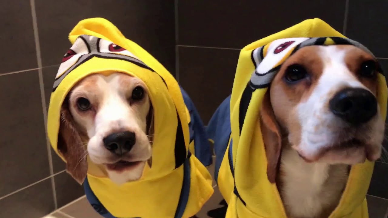 Funny Beagle Dogs in Minion Robes taking a Bath! Louie & Marie