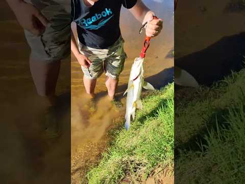 ОГРОМНЫЙ ЖЕРЕХ В ДНЕПРЕ и В МОЕЙ ЖИЗНИ, ТРОФЕИЩЩЕ @fishfilos #философиярыболова #маркарыбака