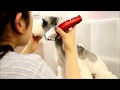 Miniature Schnauzer  trimming  grooming japan dogdiamond cute cut の動画、YouTube動画。