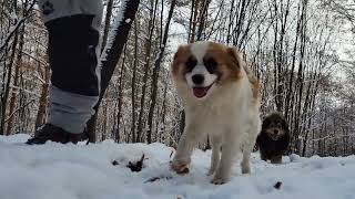 Mister și legenda/Cu cortul în munții Romaniei/ frig și animale sălbatice