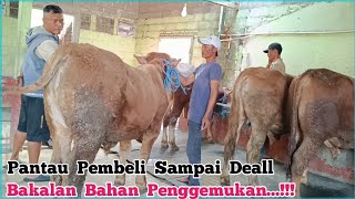 Harga 22 Juta Bakalan Bahan Penggemukan...!!! Gratis Ongkir dan Bergaransi Di Agen Sapi Pak Sutris