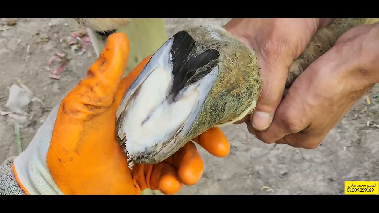 معالجة عرج حمار مسكين لا يمشي بس زلطه خرمت الحافر