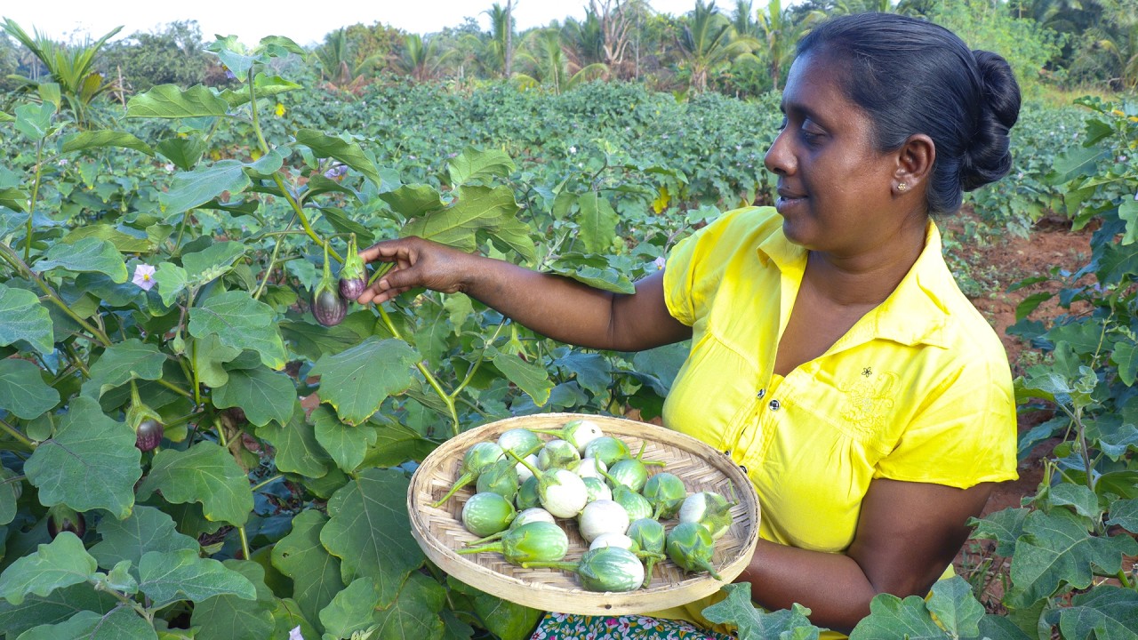 Traditional Fried chicken sambol Made the Village Way | Sri Lankan Food