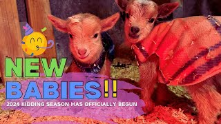 FIRST TIME MOM HAS SUPER FAST, EASY KIDDING (our first baby Nigerian Dwarf goats of 2024 are born!)