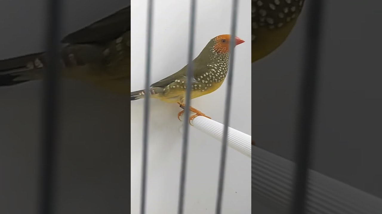 jeunes ruficauda tete orange de 2022