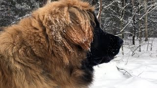 Леонбергер 11 месяцев 73кг. Leonberger 11 months 73kg by technical.директор life 13,321 views 6 years ago 8 minutes, 48 seconds