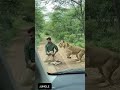 Big Mistake! Man Tried to Play With Lion Cub… Then Mother Lion Came! 😨 #shortsviral #shortsfeed