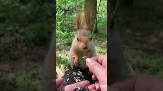 Невероятная много ест 🐿 Incredible squirrel eats a lot