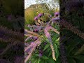 Somehow one of the most natural combos at this moment Veronicastrum Okamoto with Centaurea Caramia