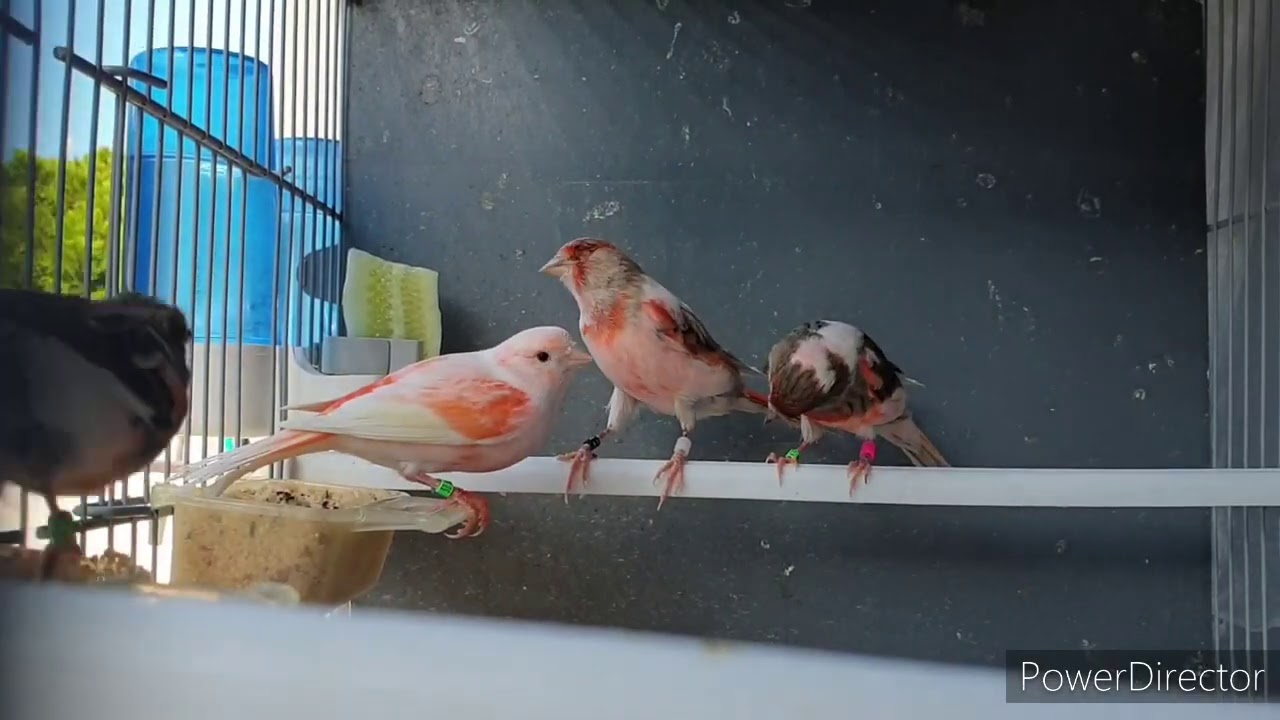 Empezamos a seleccionar  parejas