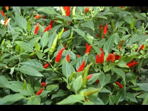 Video: Che cos'è un peperoncino con artigli di falco - Coltivare e mangiare peperoncini Takanotsume