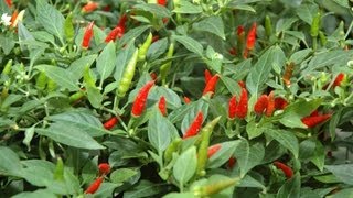 How to grow Chilli Peppers video with Thompson & Morgan