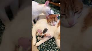 #shorts #cats #funnyanimals by IndoorOutdoorKat 754 views 10 months ago 1 minute, 1 second