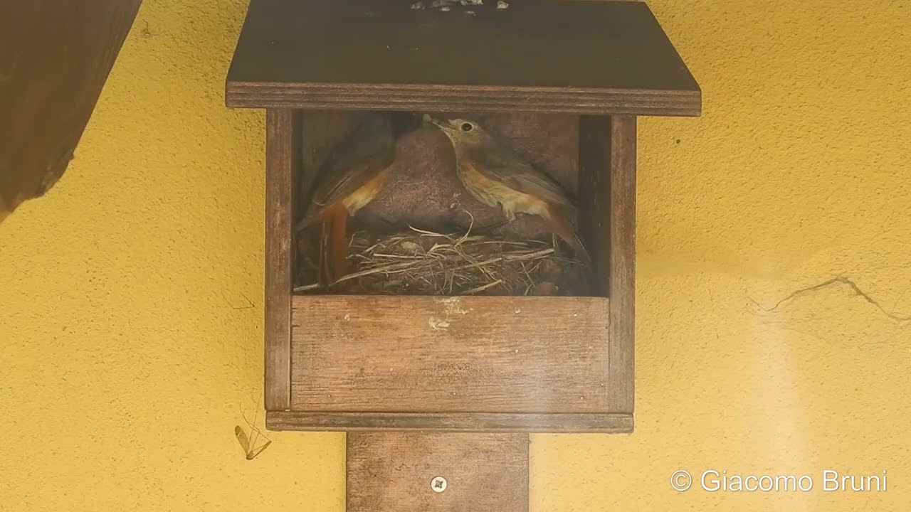 First record of interspecific cooperative breeding among redstart species